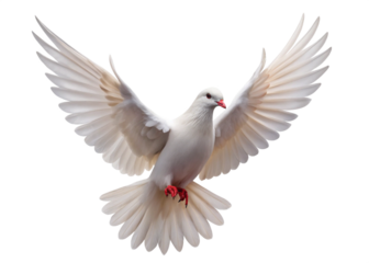 Flying pigeon bird isolated on white background. 