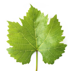 fresh young vine leaf, grapevine isolated on white background