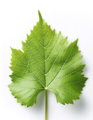 Fototapeta premium fresh young vine leaf, grapevine isolated on white background