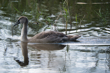 Młody Łabędź niemy, (Cygnus olor)  © Pit75Wawa