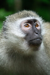 Naklejka premium vervet monkey portrait