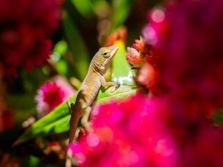 Gecko is resting on a flower. He or maybe she was just born few days ago. The whole world is still pretty new to him/her. 
