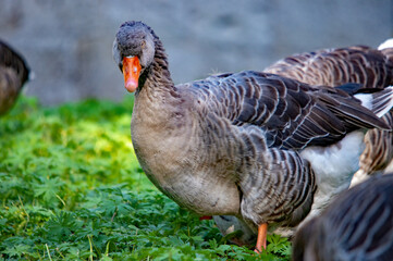 Porträt einer Graugans