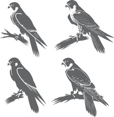 Black and White Silhouette of a Peregrine Falcon in Sitting Pose | Stock Vector Illustration