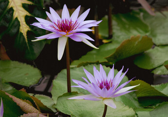 Water Lilies