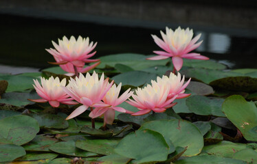 pink water lilies
