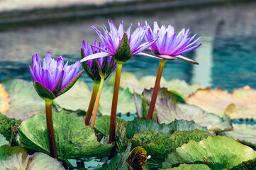 purple water lily