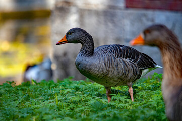 Fototapeta premium Graugans läuft über einer grünen Wiese