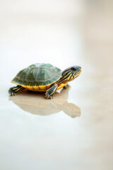 Obraz premium A small turtle with a green shell and yellow markings on a reflective surface.