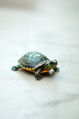 Obraz premium A small, colorful turtle with green and yellow markings on a light background.