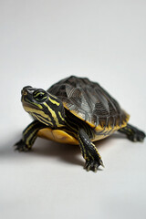 Obraz premium Close-up of a small turtle with yellow and black markings on a light-colored background.