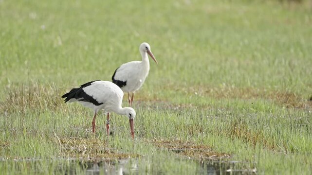 Storch sucht im frischgem&auml;hten Torfweiher nach Nahrung und frisst seine Beute, Greifensee im Herbst