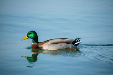 Green-headed duck swimming in the lake