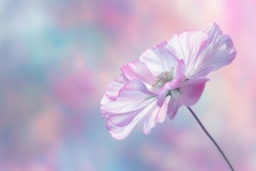 Fototapeta premium A flower with a pink stem and petals. The flower is in the center of the image and is surrounded by a blurry background. The image has a soft and dreamy feel to it