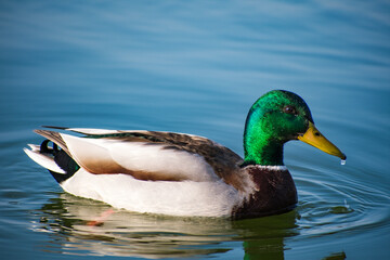 Green-headed duck swimming in the lake