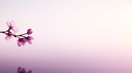 A soft cherry blossom branch rests against a tranquil purple backdrop evoking peace