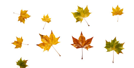 Scattered Autumn Leaves on a White Background