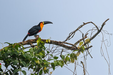 A colorful toucan  perched on top of a tree at sunset