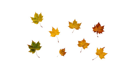 Scattered Autumn Leaves on a White Background