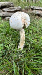White Cap Mushroom