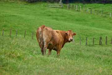 Brown cow is grazing on a green meadow