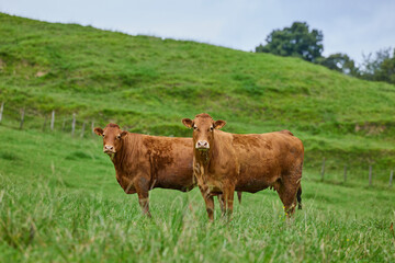 Two brown cow is grazing on a green meadow