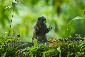 Obraz premium Black Mantle Tamarin Saguinus nigricollis, monkey from Sumaco National Park in Ecuador. Wildlife scene from nature. Tamarin siting on the tree branch in the tropic jungle forest with fruits.
