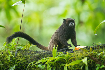 Black Mantle Tamarin Saguinus nigricollis, monkey from Sumaco National Park in Ecuador. Wildlife scene from nature. Tamarin siting on the tree branch in the tropic jungle forest with fruits.