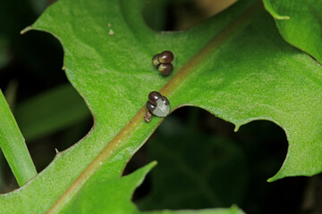 greater quaking grass plant macro photo