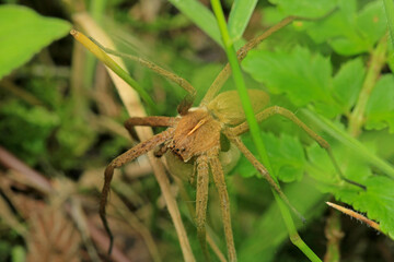 agelena labyrinthica spider macro photo
