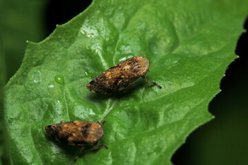 natural Passionvine hopper insect macro photo