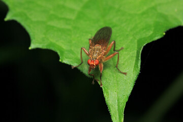 macro photo of housefly facing back