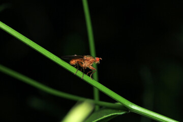 macro photo of housefly facing back