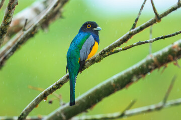 The gartered trogon (Trogon caligatus), also known as the northern violaceous trogon, is a near passerine bird in the family Trogonidae