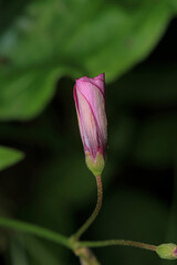 greater quaking grass plant macro photo
