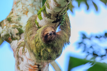 The brown-throated sloth (Bradypus variegatus) is a species of three-toed sloth found in the Neotropical realm of Central and South America © Miroslav Srb