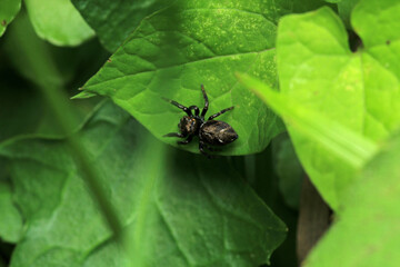 little jumping spider macro photo