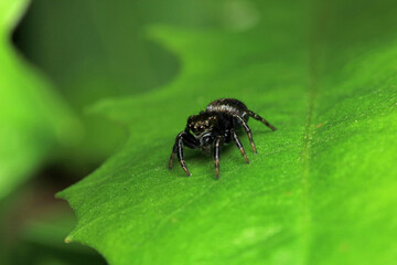 little jumping spider macro photo