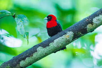 Bird in Costa Rica. Crimson-collared Tanager, Ramphocelus sanguinolentus, exotic tropical red and black songbird from Costa Rica, in the green forest nature habitat. Beautiful tropical bird.