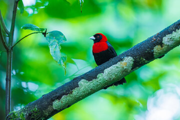 Bird in Costa Rica. Crimson-collared Tanager, Ramphocelus sanguinolentus, exotic tropical red and black songbird from Costa Rica, in the green forest nature habitat. Beautiful tropical bird.