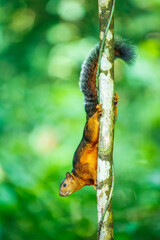 Variegated squirrel (Scariegated squirrel (Sciurus Variegatoides) is a tree squirrel in the genus...