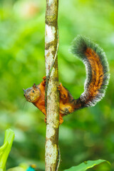 Variegated squirrel (Scariegated squirrel (Sciurus Variegatoides) is a tree squirrel in the genus Sciurus found in Costa Rica, El Salvador, Guatemala, Honduras, southern Mexico, Nicaragua, and Panama.