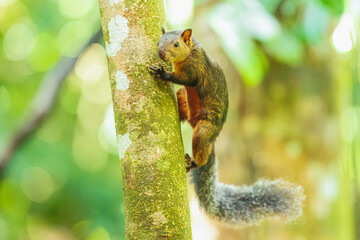 Variegated squirrel (Scariegated squirrel (Sciurus Variegatoides) is a tree squirrel in the genus Sciurus found in Costa Rica, El Salvador, Guatemala, Honduras, southern Mexico, Nicaragua, and Panama.