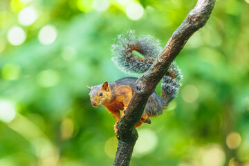Variegated squirrel (Scariegated squirrel (Sciurus Variegatoides) is a tree squirrel in the genus Sciurus found in Costa Rica, El Salvador, Guatemala, Honduras, southern Mexico, Nicaragua, and Panama.