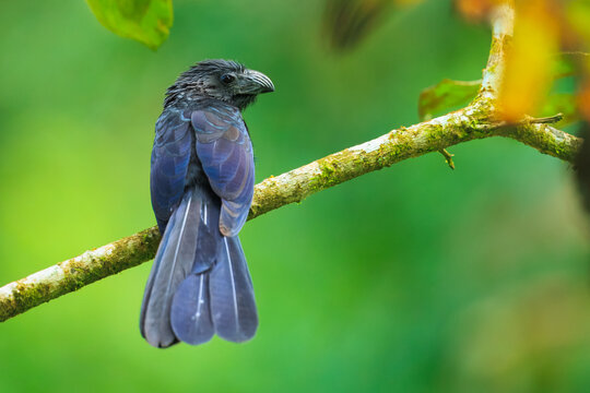 Groove-billed Ani, Crotophaga sulcirostris, Anis are bizarre, coal-black cuckoos with long floppy tails and unique, curiously tall, flattened bills.