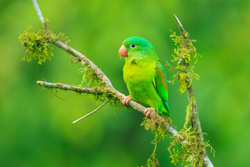 Small green parrot Tirika tovi (Brotogeris jugularis), La Fortuna, Volcano Arenal, Wildlife and birdwatching in Costa Rica.