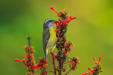 The Bananaquit, Coereba flaveola is sitting on the amazing red and yellow banana bloom in colorful backgound. Costa Rica