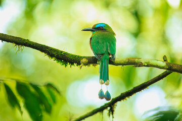 The keel-billed motmot (Electron carinatum) is a species of bird in the motmot family Momotidae.