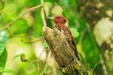 Cinnamon Woodpecker - Celeus loricatus,  is a species of bird classified in the Picidae family. It lives in Colombia, Costa Rica, Ecuador, Nicaragua and Panama.