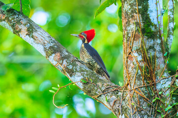 The lineated woodpecker (Dryocopus lineatus) is a very large woodpecker which is a resident breeding bird from southern Mexico to northern Argentina and on Trinidad in the Caribbean
